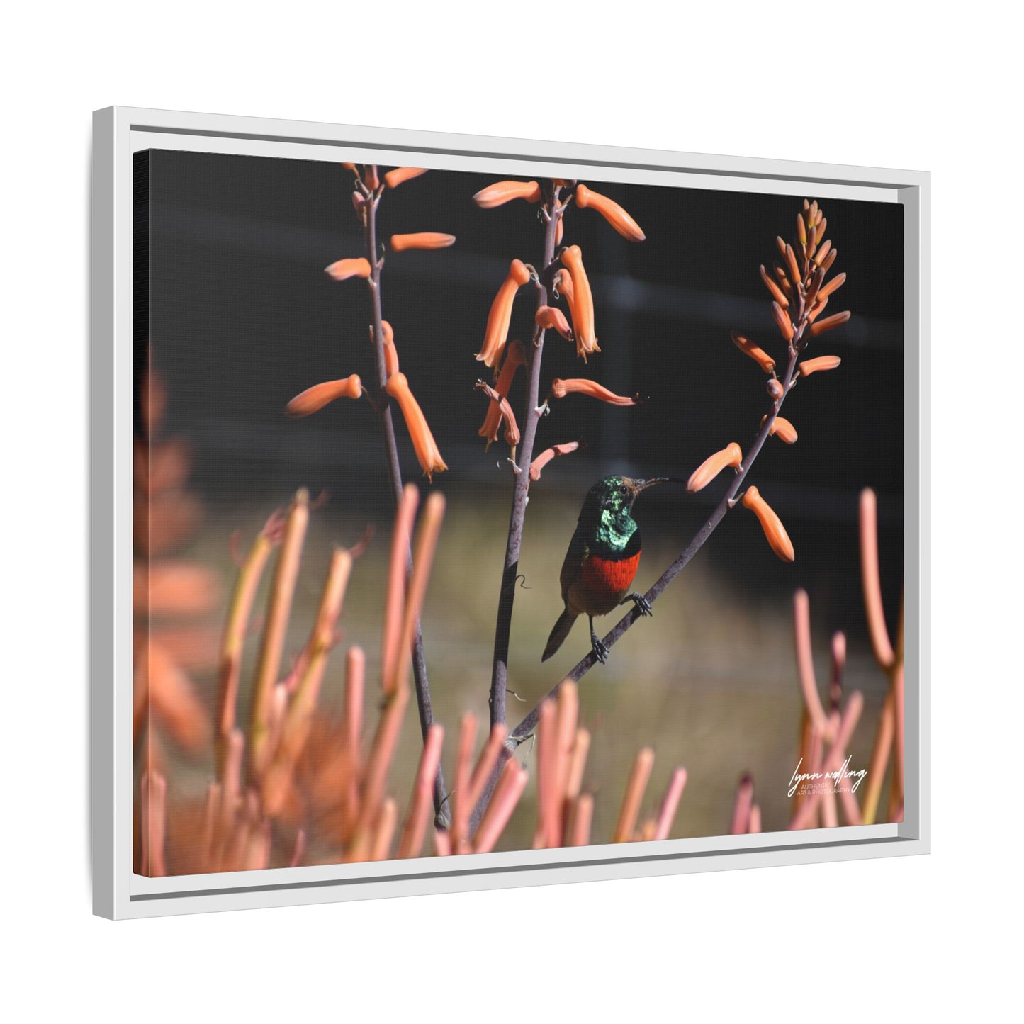 Sugar Bird - South Africa