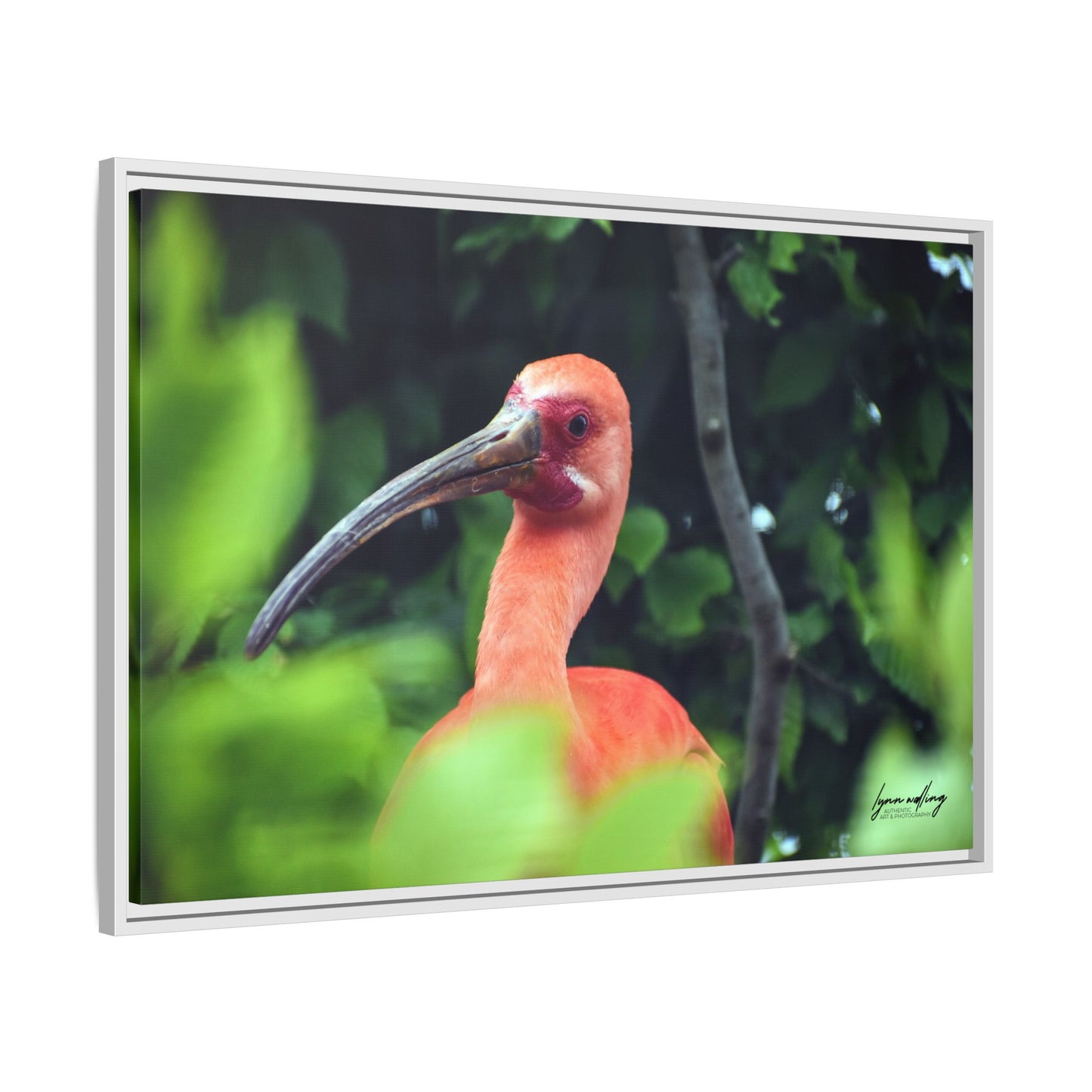 Wanna Be Flamingo - Switzerland