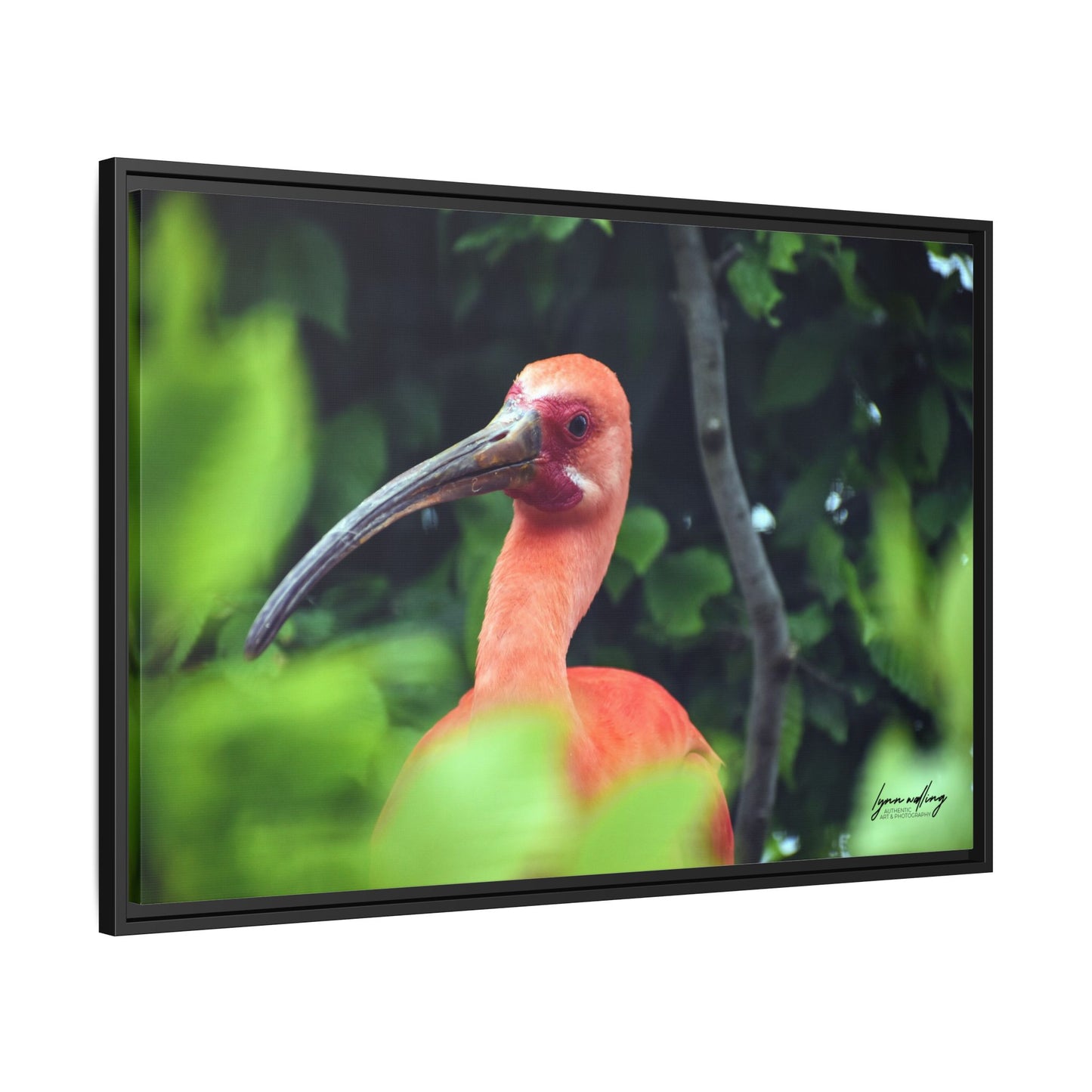 Wanna Be Flamingo - Switzerland