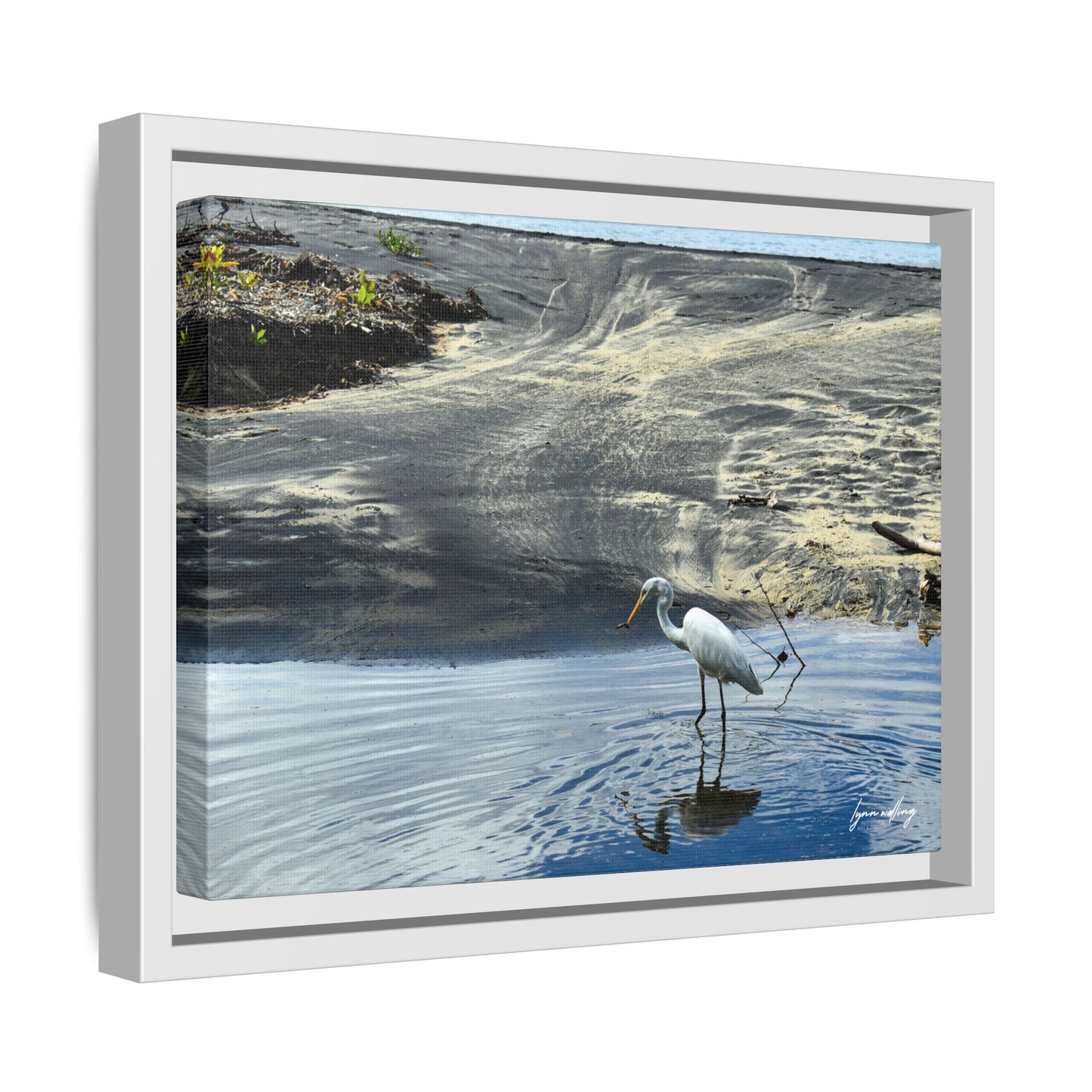 Lagoon Hunting - Puerto Rico