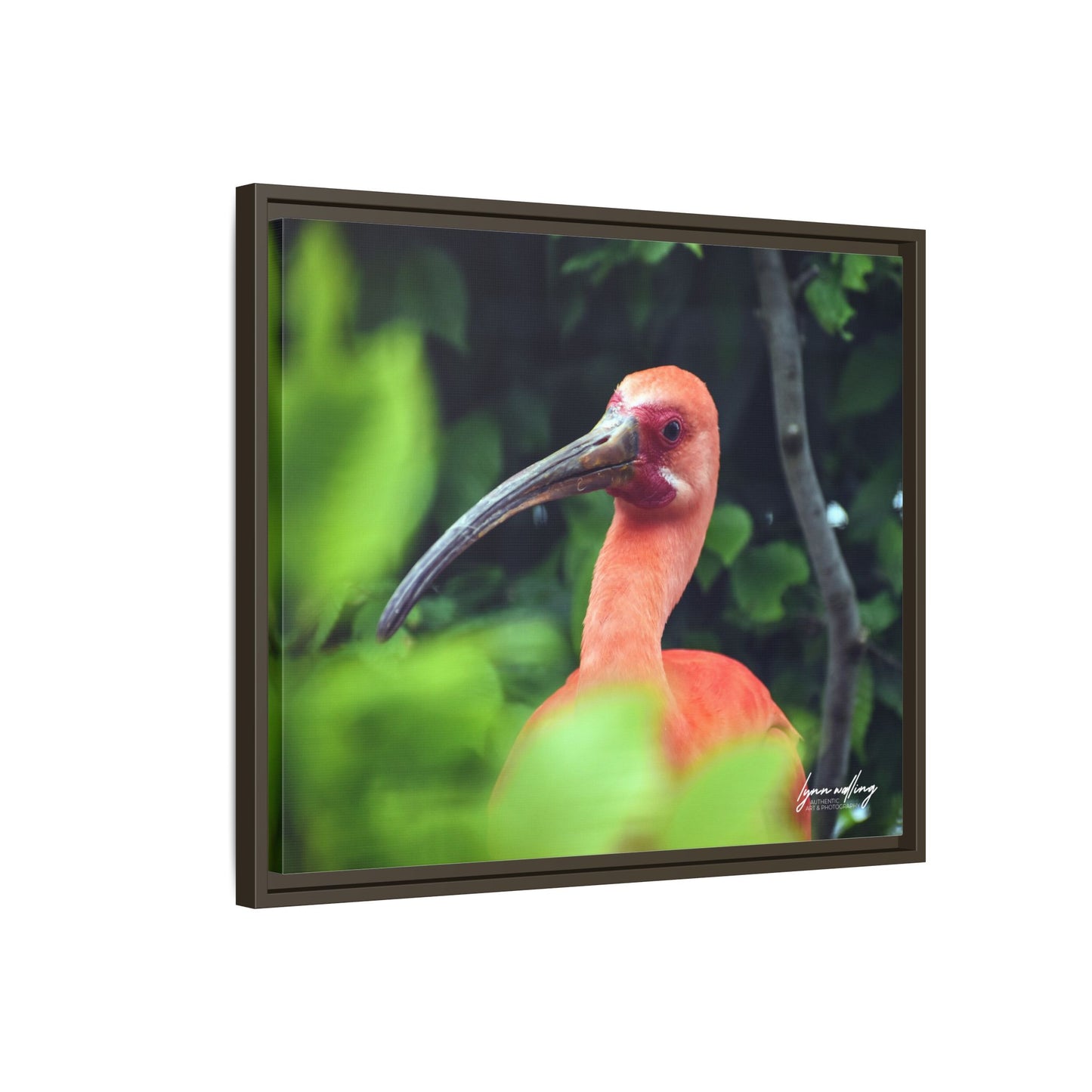 Wanna Be Flamingo - Switzerland