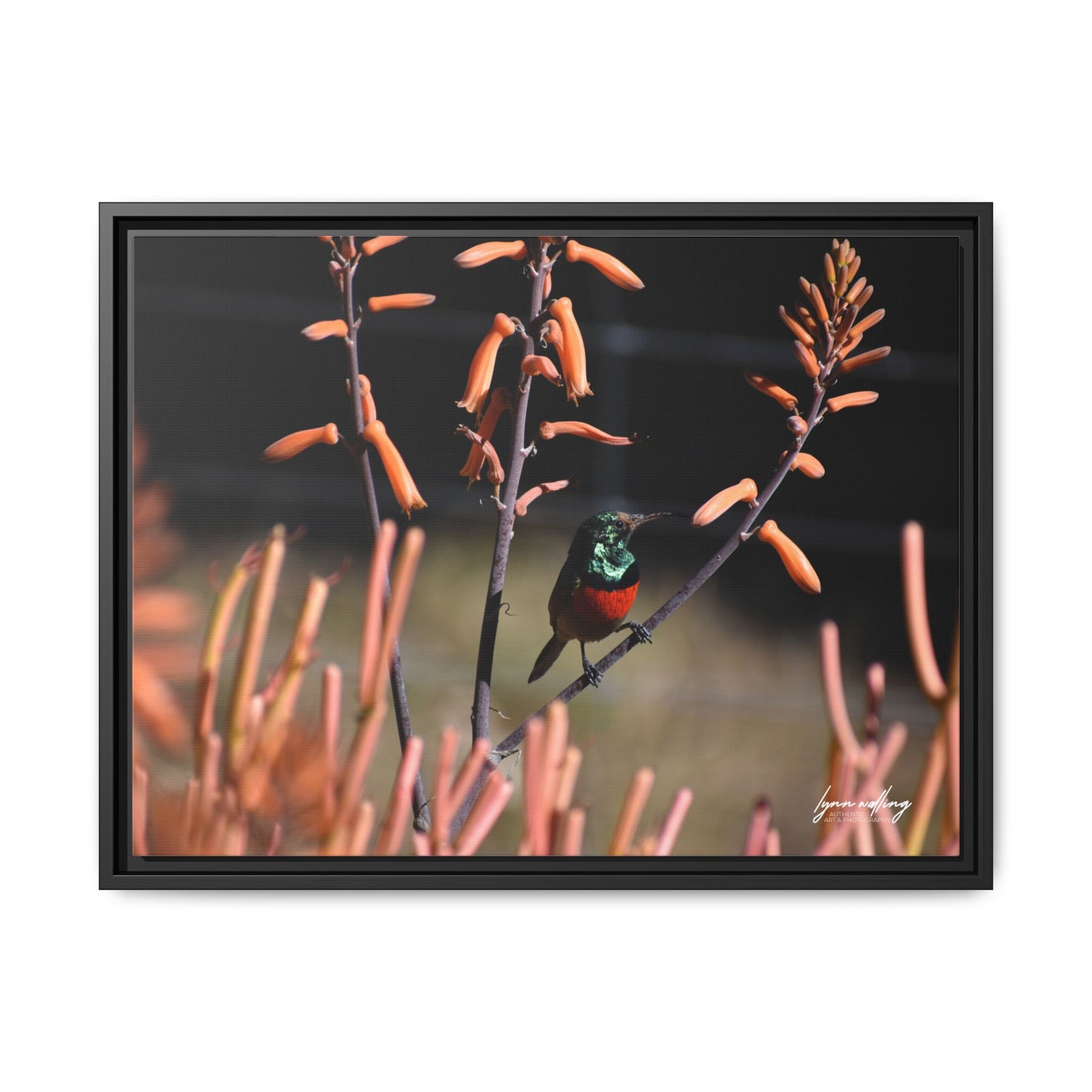 Sugar Bird - South Africa