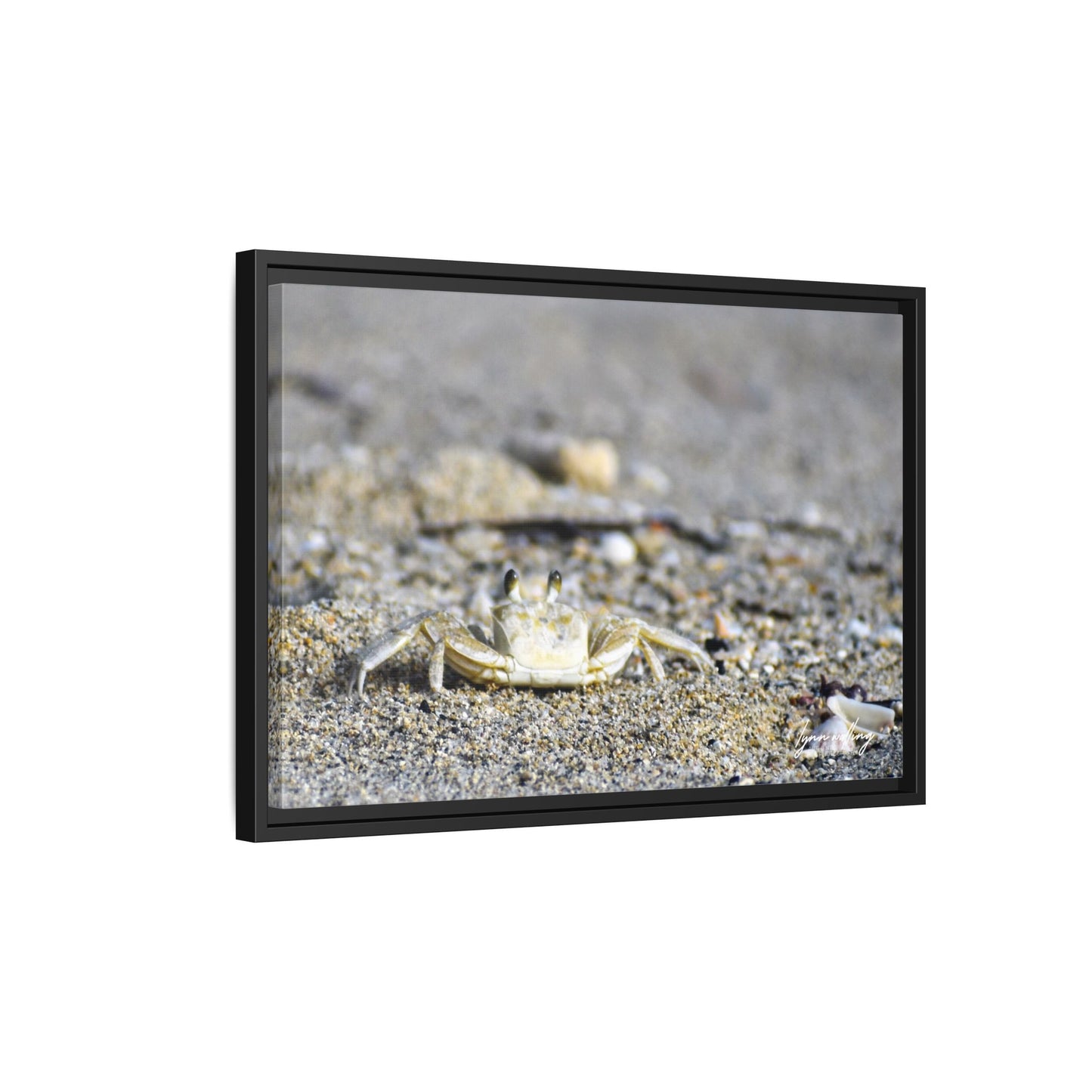 Beach Crab - Puerto Rico