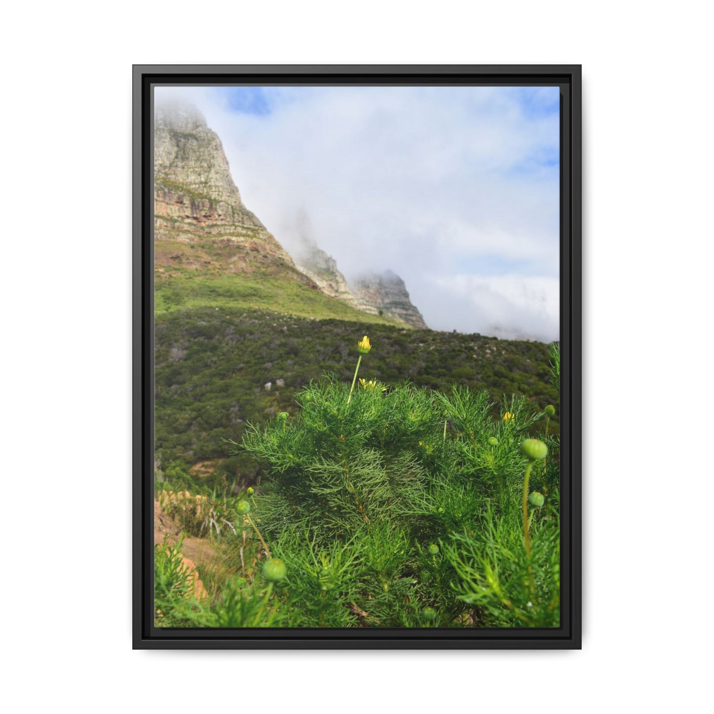 Wildflower - Capetown