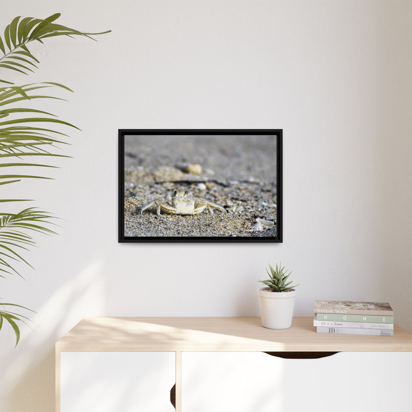 Beach Crab - Puerto Rico