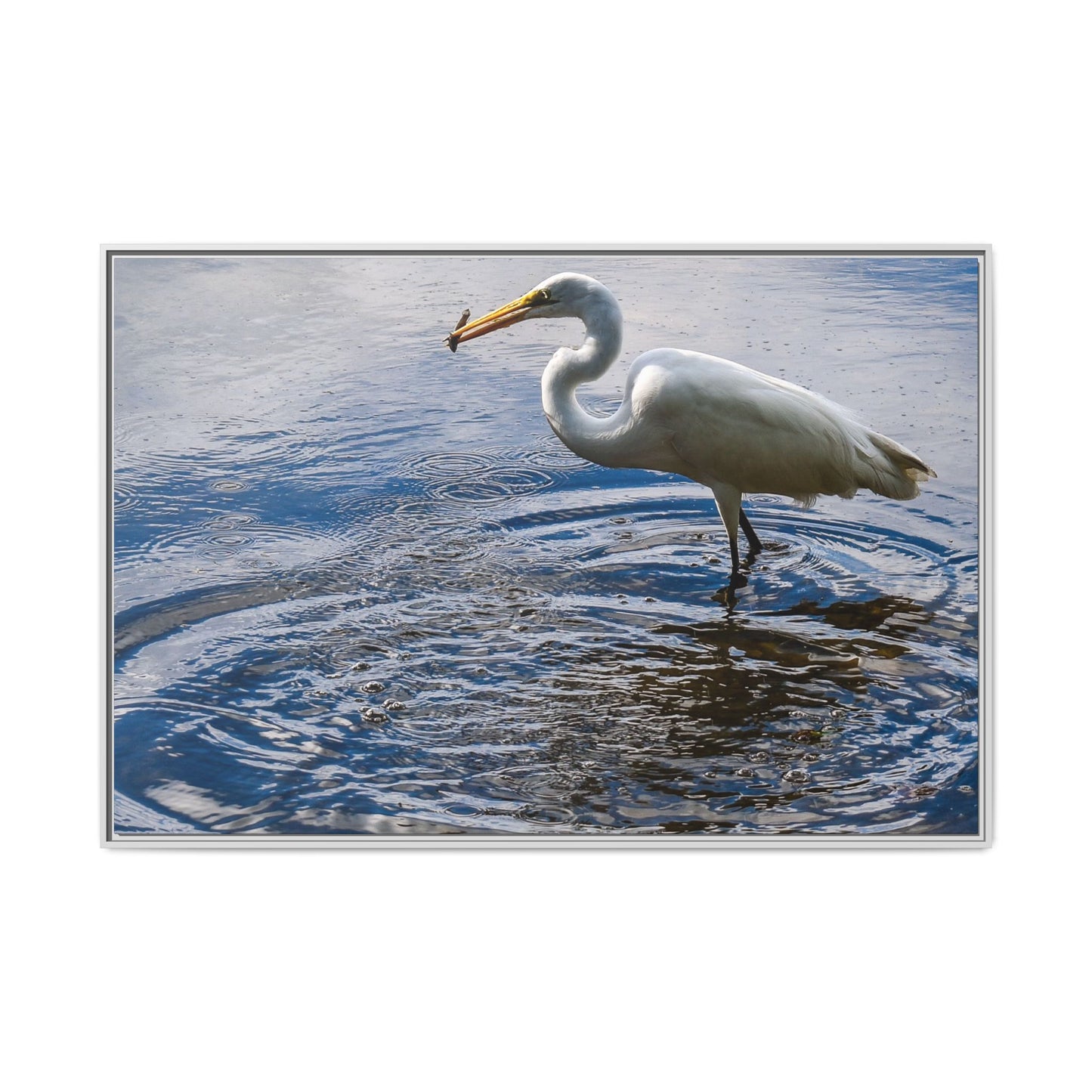 Hunting - Puerto Rico