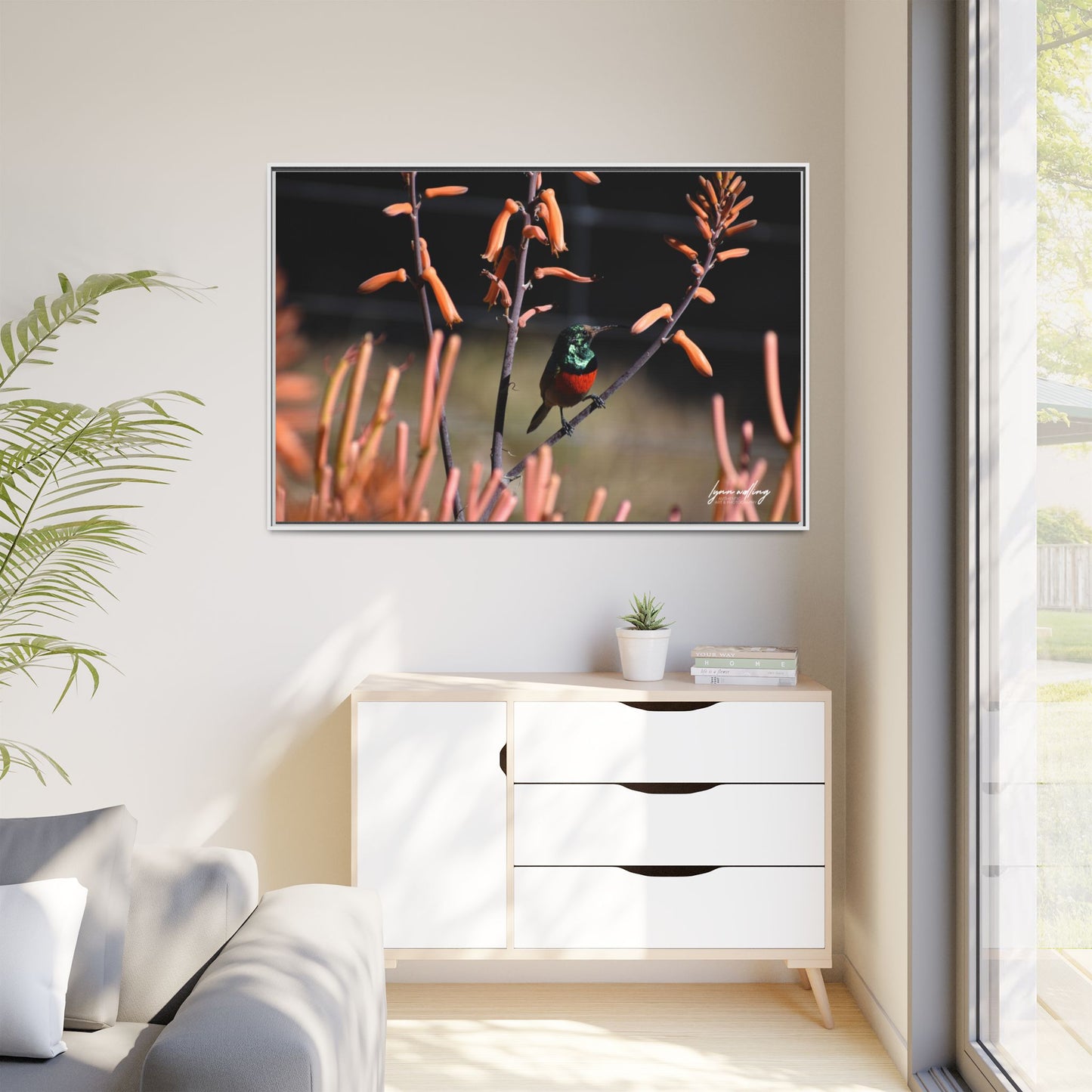 Sugar Bird - South Africa