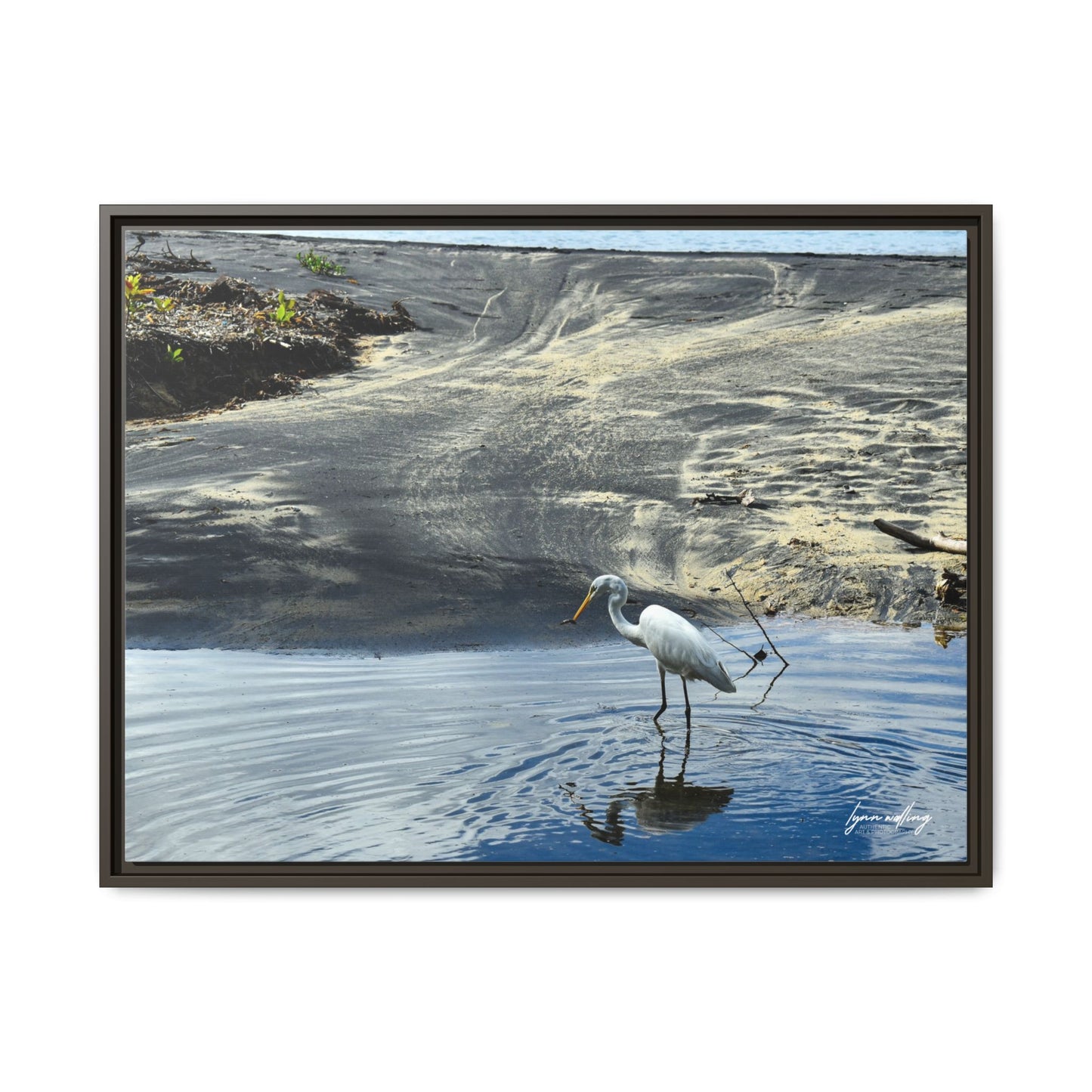 Lagoon Hunting - Puerto Rico