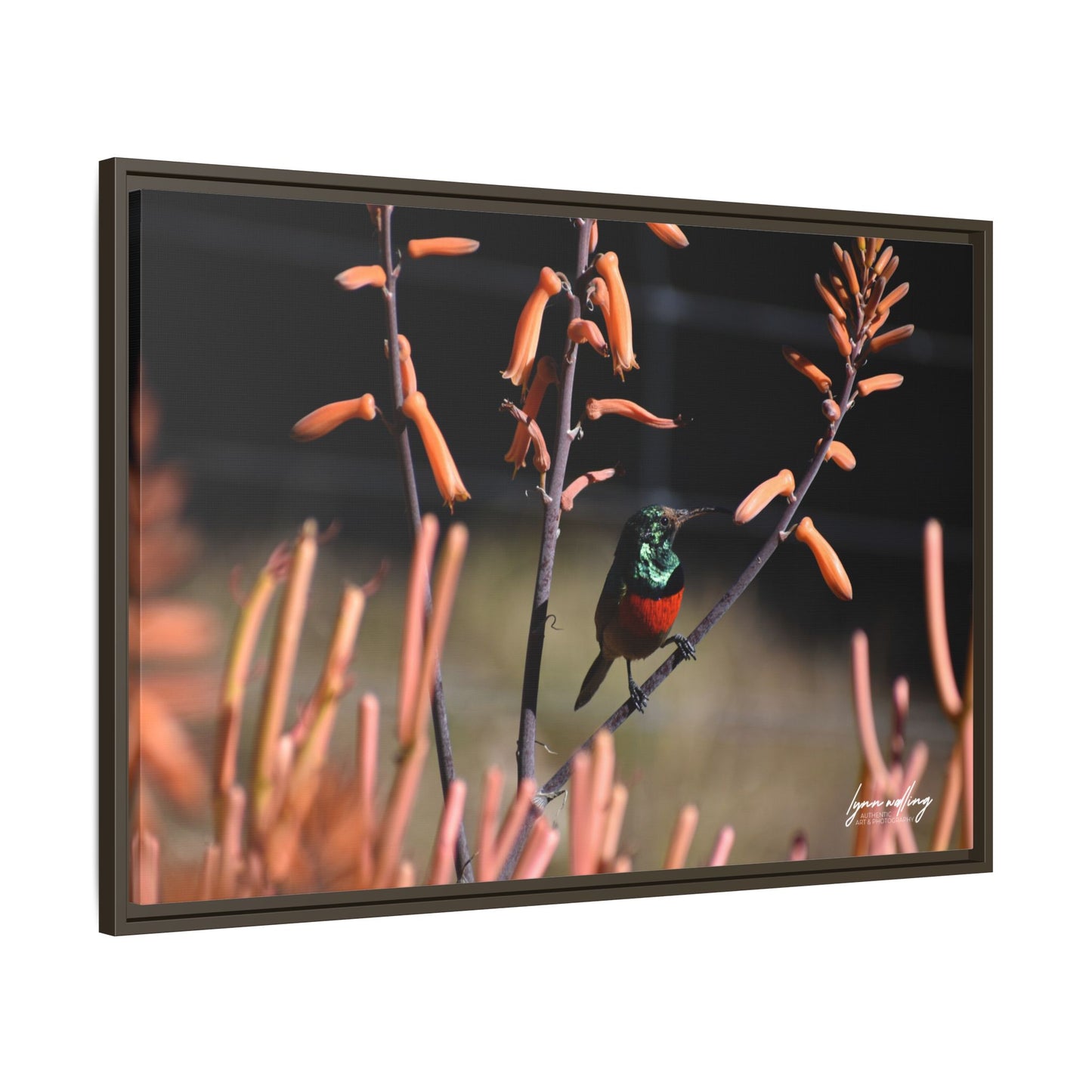 Sugar Bird - South Africa